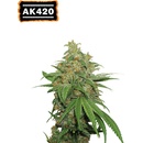 Seedstockers AK 420 semena neobsahují THC 25 ks