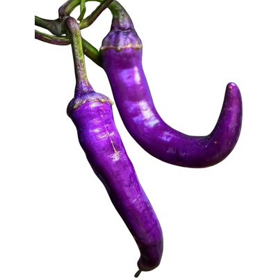 Need For Seed Chilli Buena Mulata semena 10 ks
