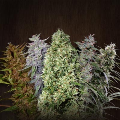 Ace Seeds Ace Mix semena neobsahují THC 5 ks