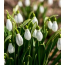 Snežienka plnokvetá - Galanthus nivalis double - cibuľoviny - 3 ks