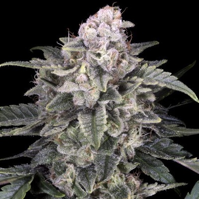 Advanced Seeds Slurricane semienka neobsahujú THC 1 ks