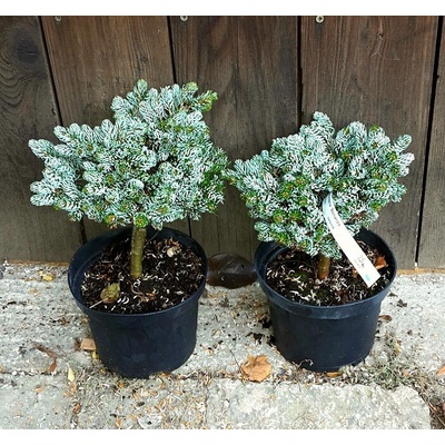 Jedľa korejská (Abies koreana ´Bonanza´) veľkosť 20+cm