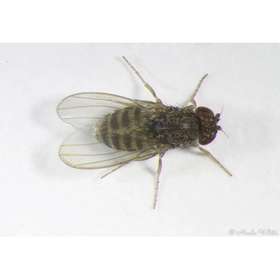 Drosophila Hydei - octomilka velká nelétavá 0,5 l