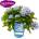 Endless Summer® The Original® Blue - Endless Summer - Хортензия макрофила