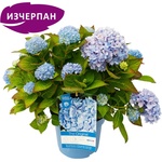Endless Summer® The Original® Blue - Endless Summer - Хортензия макрофила