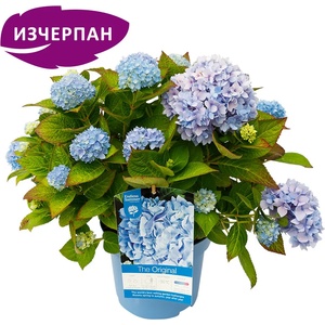 Endless Summer® The Original® Blue - Endless Summer - Хортензия макрофила