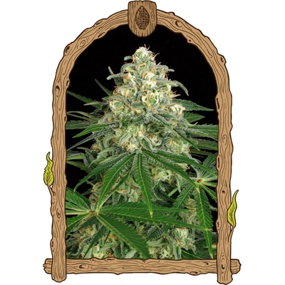 Exotic Seed Z&Z Auto semienka neobsahujú THC 3 ks