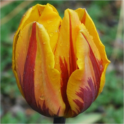 BENEX TULIPÁN Prinses Margiet 5ks