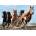 Trefl - Puzzle The galloping horses - 1 000 piese