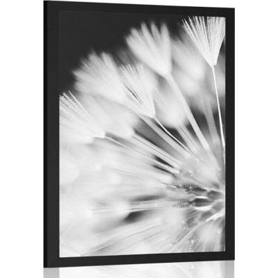 Plakát pampeliška v černobílém provedení - 40x60 no frame