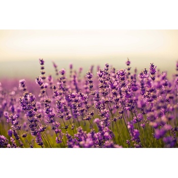 DIMEX ART s. r. o Флизелинов фототапет красива лавандула 375 x 250 см