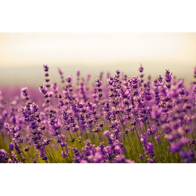 DIMEX ART Флизелинов фототапет красива лавандула 375 x 250 см