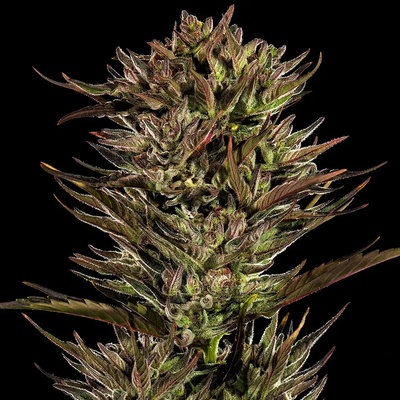 Barney´s Farm Thin Mint x Sour Pinot Auto semena neobsahují THC 1 ks