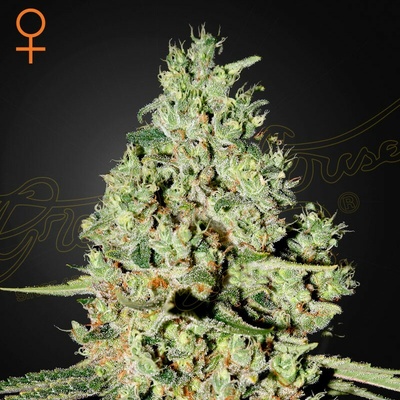 Green House Seed Super Critical semienka neobsahujú THC 10 ks