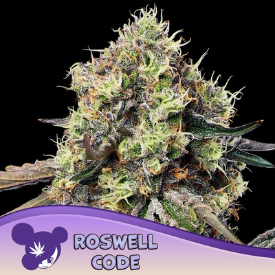 Anesia Seeds Roswell Code semena neobsahují THC 3 ks