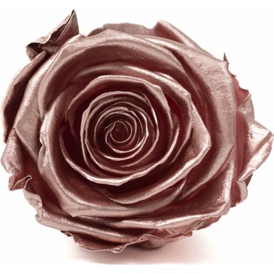 Stabilizovaná ruža – Rose Gold