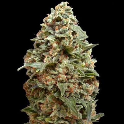 Advanced Seeds Afghan Skunk semienka neobsahujú THC 100 ks
