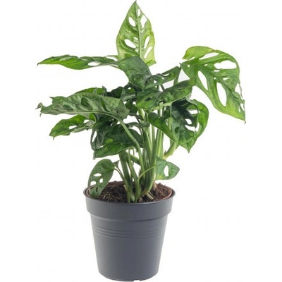 Monstera, Monstera adansonii, průměr květináče 12 cm