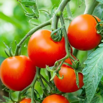 Paradajka Dalimil - Solanum lycopersicum - semená paradajky - 0,1 g