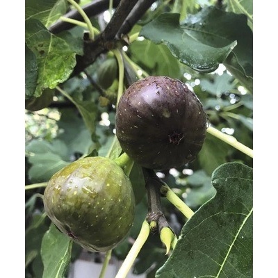 Fígovník FloraSelf Ficus carica polokmeň 80-100 cm celková výška 120-140 cm kvetináč 15 l