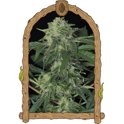 Exotic Seeds Jungle Fever AUTO semena neobsahují THC 3 ks