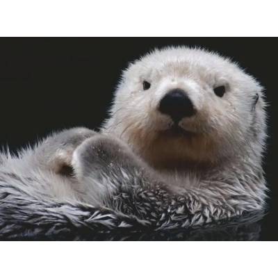 Ravensburger - Puzzle Cute little otter - 500 piese