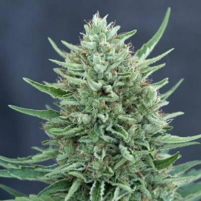 CBD Crew CBD Med Gom 1.0 Auto semena neobsahují THC 3 ks