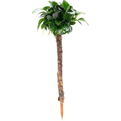 Dennerle Anubias nana Bonsai na palmě 4 x 4 x 15 cm
