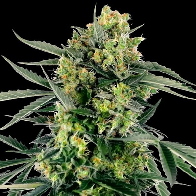Sensi Seeds Research Blueberry Zkittlez Automatic semienka neobsahujú THC 3 ks