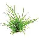 Microsorum pteropus Trident