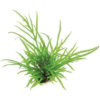 Microsorum pteropus Trident