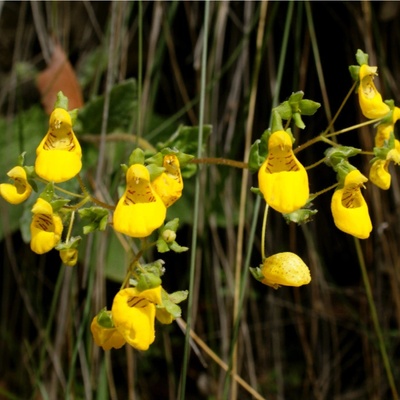 Pantoflíček celolistý - Calceolaria Andina - semena - 5 ks