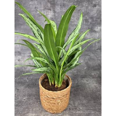 Aglaonema Cutlass 14 cm