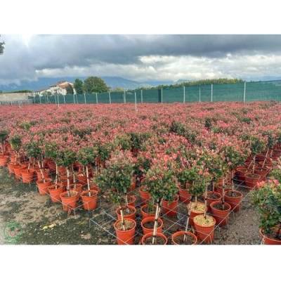 Červienka Fraserova (Photinia × fraseri) ´RED ROBIN´ - výška 90-110 cm, kont. C7L - NA KMIENKU