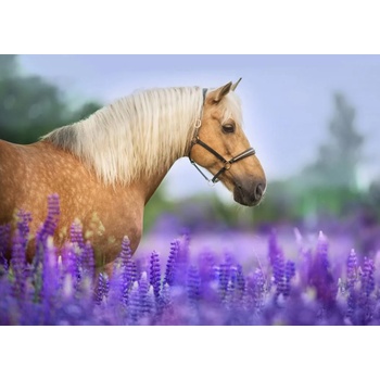 Image 1 of Bluebird Puzzle - Puzzle Cheval dans un Champ de Lupin - 300 piese