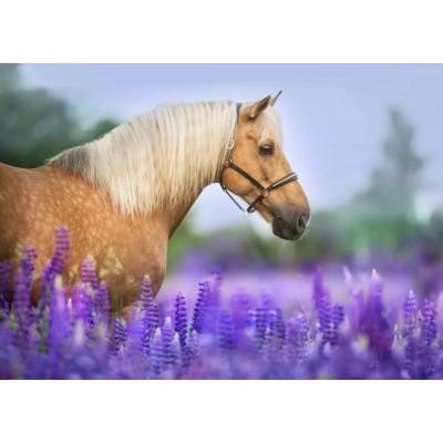 Bluebird Puzzle - Puzzle Cheval dans un Champ de Lupin - 300 piese