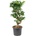 Ficus microcarpa compacta S-Stem 30x90 cm