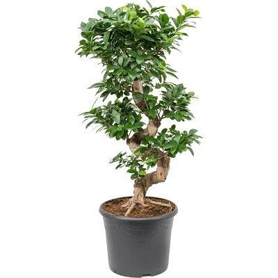 Ficus microcarpa compacta S-Stem 30x90 cm