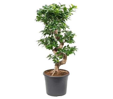 Ficus microcarpa compacta S-Stem 30x90 cm