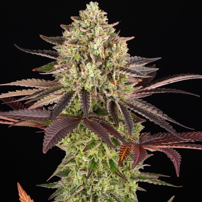 Barney´s Farm Apple Fritter semienka neobsahujú THC 10 ks