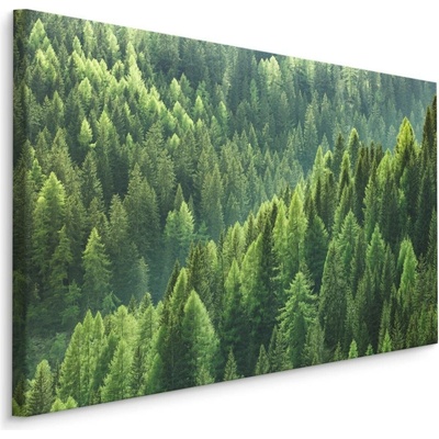 Plátno Zelený Jehličnatý Les Varianta: 70x50