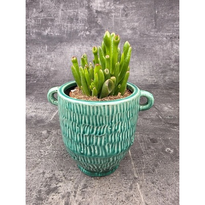 Crassula hobit 8,5 cm