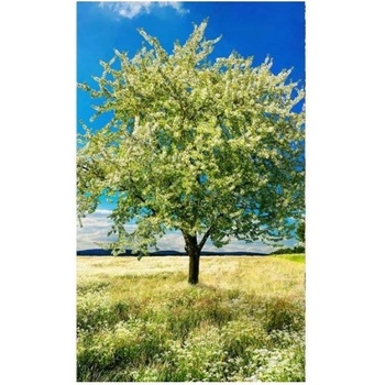 DIMEX ART s. r. o Флизелинов фототапет дърво на поляната 150 x 250 см