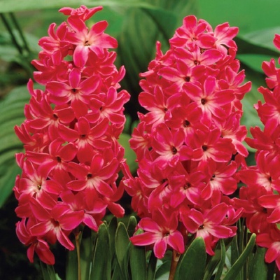 Hyacint Red Glory Hyacinthus cibule hyacintu 1 ks