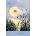 Silent Spring - R. Carson