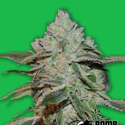 Bomb Seeds Atomic semena neobsahují THC 5 ks
