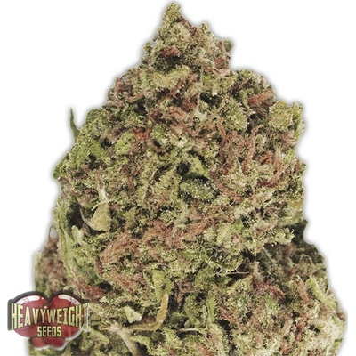 Heavyweight Seeds Dream Machine semienka neobsahujú THC 10 ks