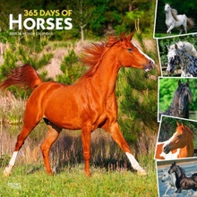 365 Days of Horses 12 X 24 Inch Monthly Square Wall Plastic-Free 2025