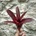 Neoregelia - Amazon
