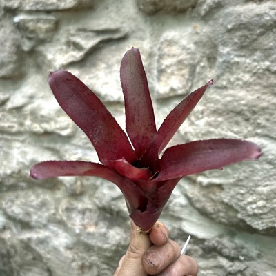 Neoregelia - Amazon